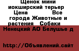 Щенок мини иокширский терьер › Цена ­ 10 000 - Все города Животные и растения » Собаки   . Ненецкий АО,Белушье д.